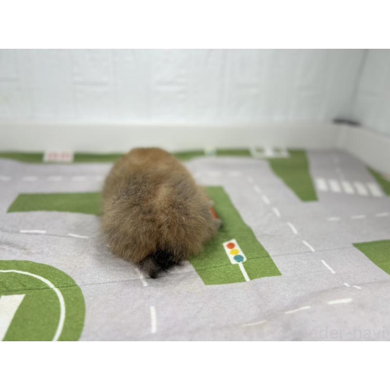販売中の愛知県のポメラニアン-403181の3枚目