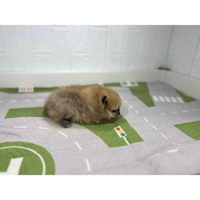 販売中の愛知県のポメラニアン-403181の2枚目