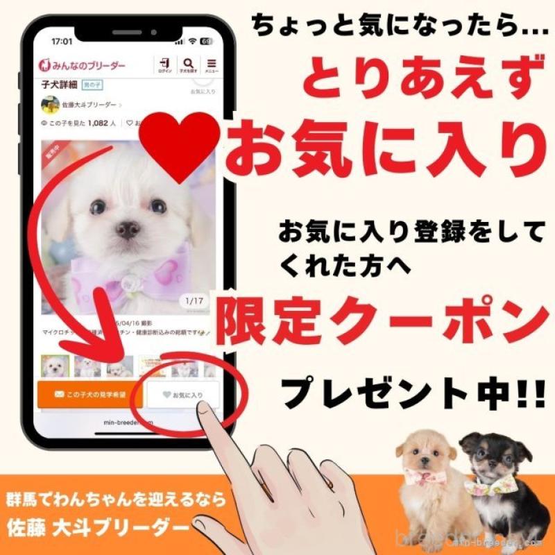 販売中の群馬県のビションプー:ビションフリーゼ×トイプードル-403250の8枚目