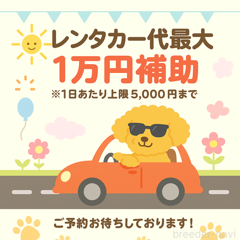 販売中の群馬県のビションプー:ビションフリーゼ×トイプードル-403250の3枚目