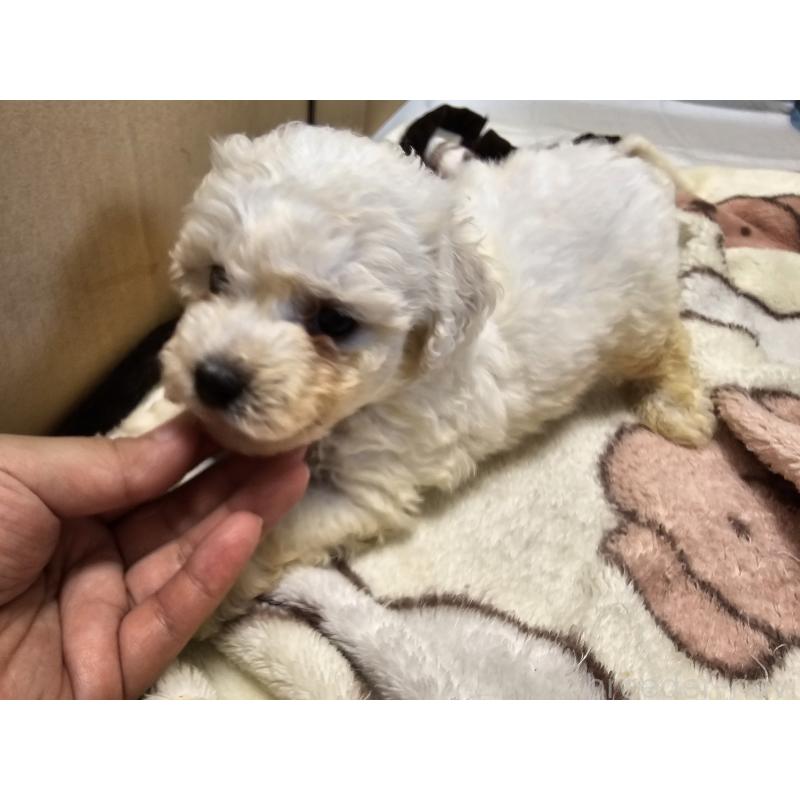 販売中の愛知県のビションフリーゼ-403216の6枚目