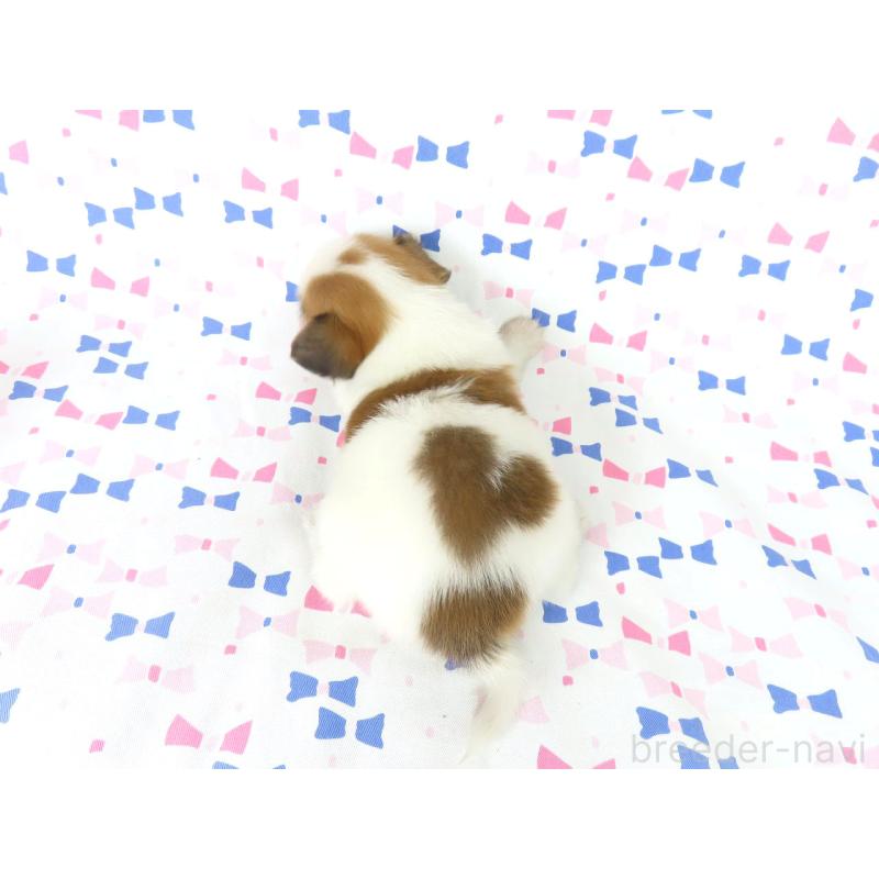 販売中の千葉県のパピヨン-403212の5枚目