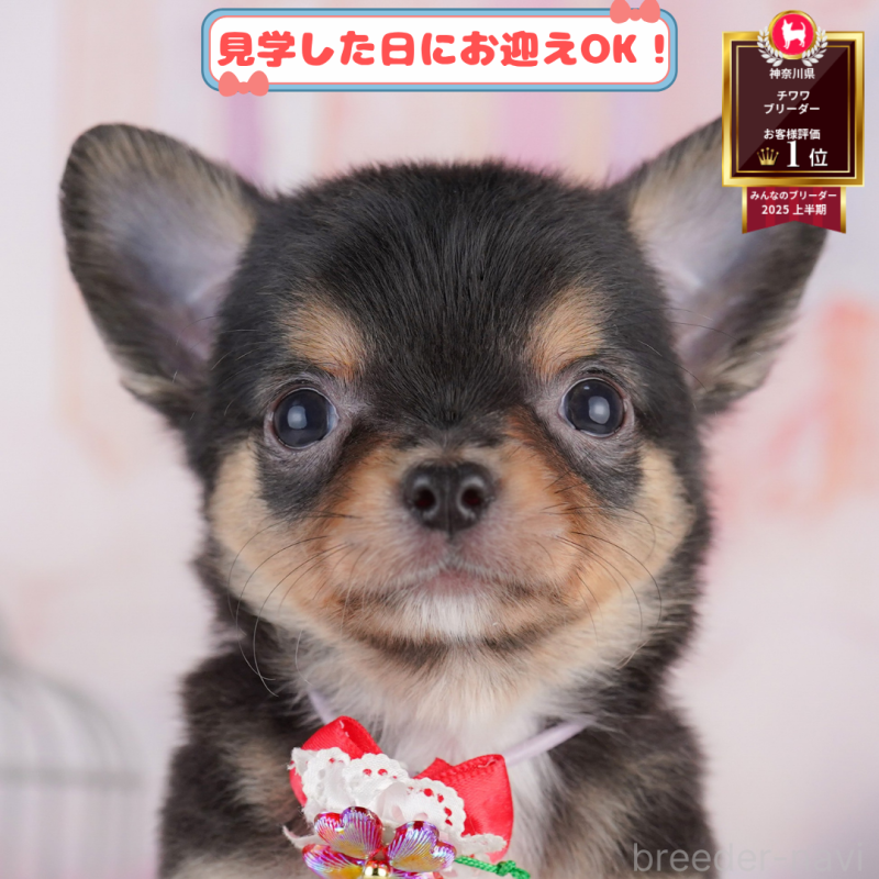 販売中の神奈川県のチワワ(ロングコート)-402843の1枚目