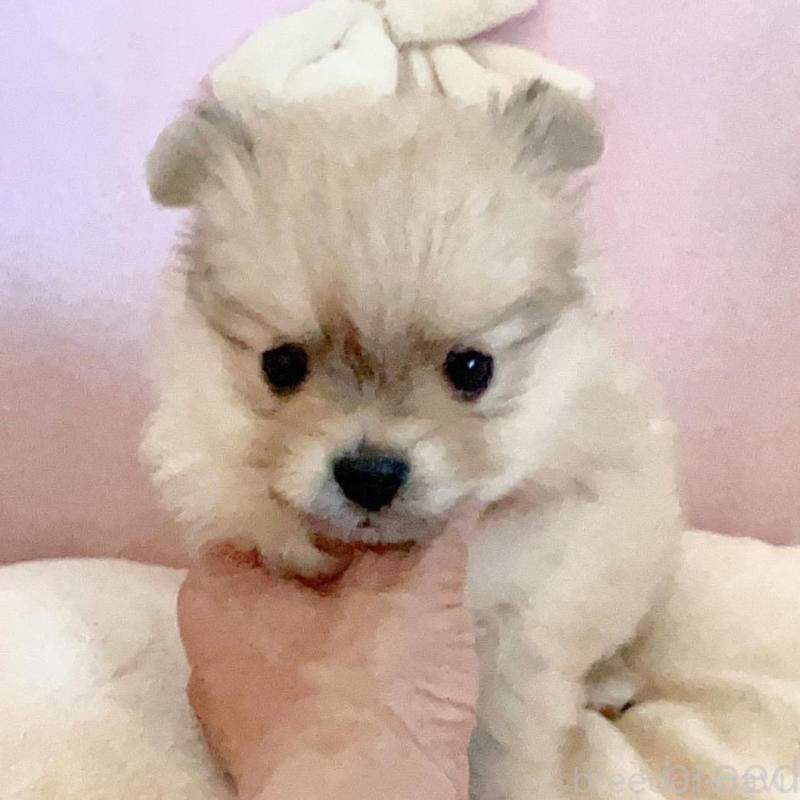 販売中の愛知県のミックス犬-403220の1枚目