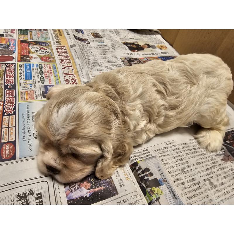 販売中の愛知県のアメリカンコッカースパニエル-403223の7枚目