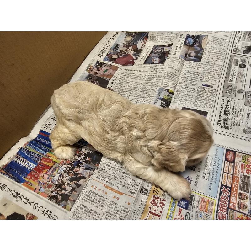 販売中の愛知県のアメリカンコッカースパニエル-403223の6枚目