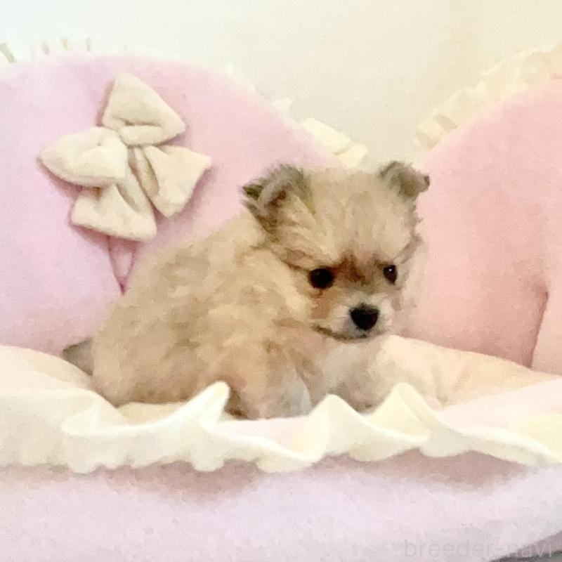 販売中の愛知県のミックス犬-403220の5枚目