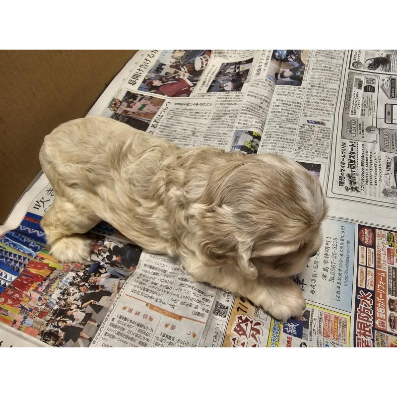 販売中の愛知県のアメリカンコッカースパニエル-403223の5枚目