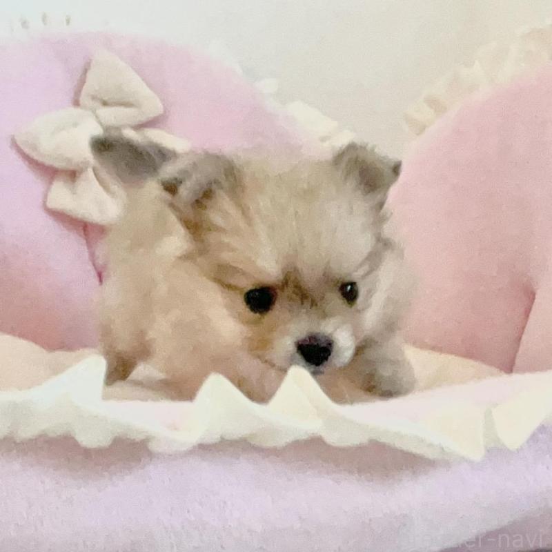 販売中の愛知県のミックス犬-403220の4枚目