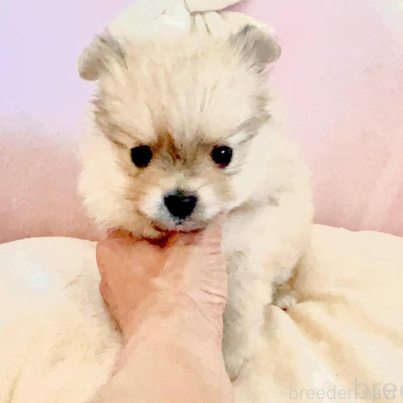 販売中の愛知県のミックス犬-403220の3枚目