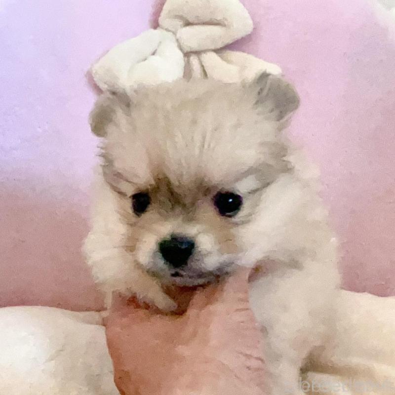 販売中の愛知県のミックス犬-403220の2枚目