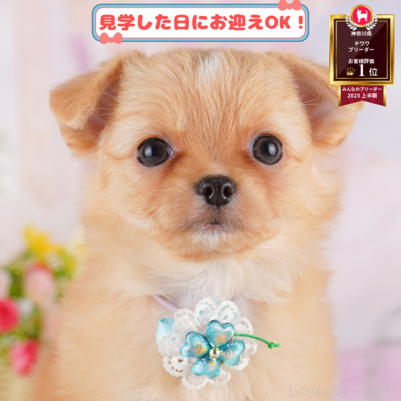 販売中の神奈川県のチワワ(ロングコート)-402834