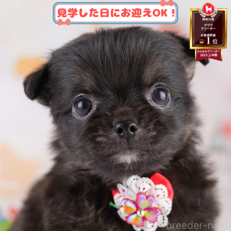 販売中の神奈川県のチワワ(ロングコート)-402832
