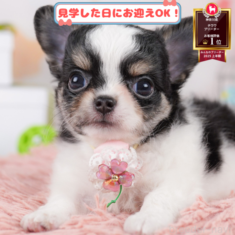 販売中の神奈川県のチワワ(ロングコート)-402824