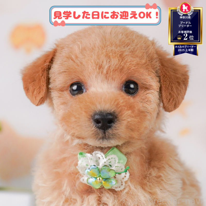 販売中の神奈川県のトイプードル-402819