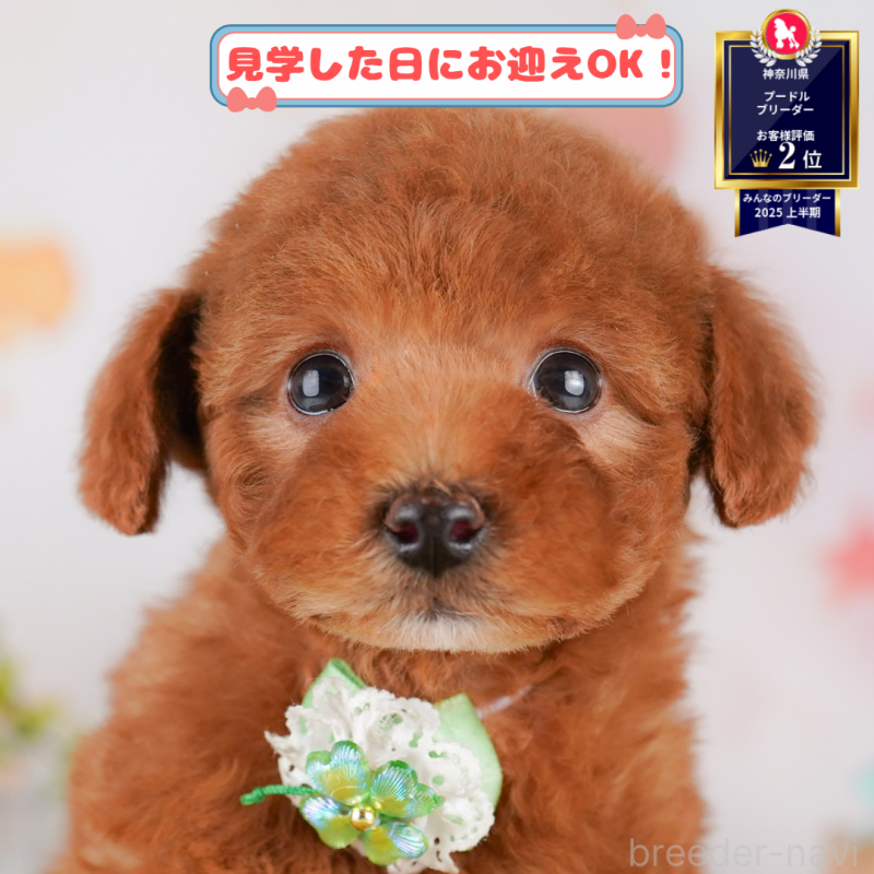 販売中の神奈川県のトイプードル-402798