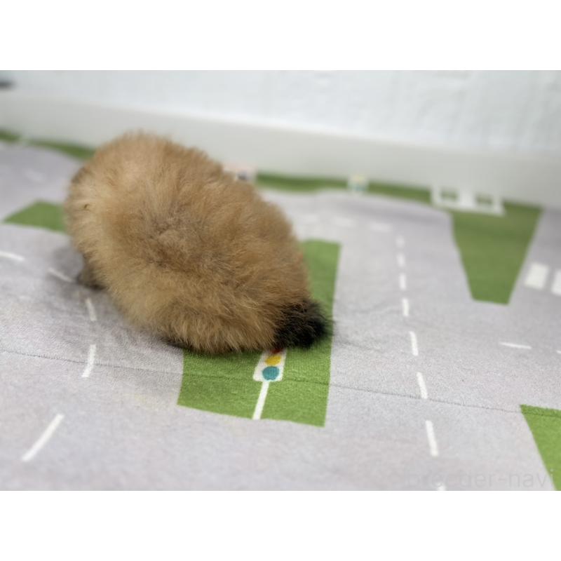 販売中の愛知県のポメラニアン-403248の3枚目