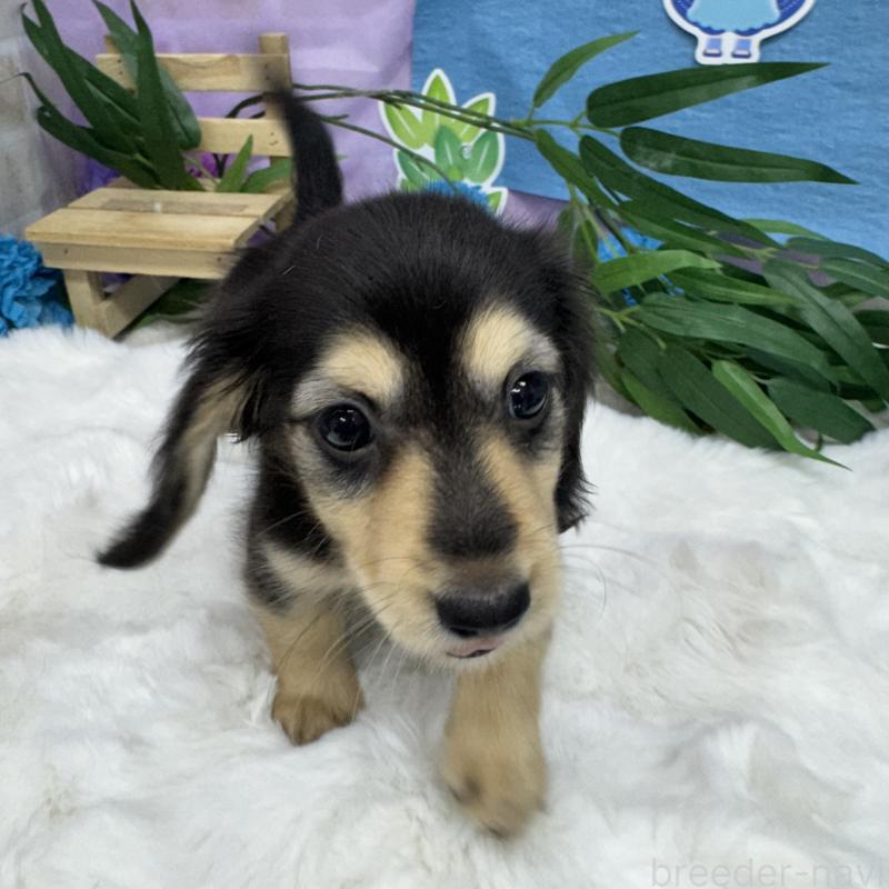 成約済の東京都のミニチュアダックスフンド(ロングヘアード)-401236の2枚目