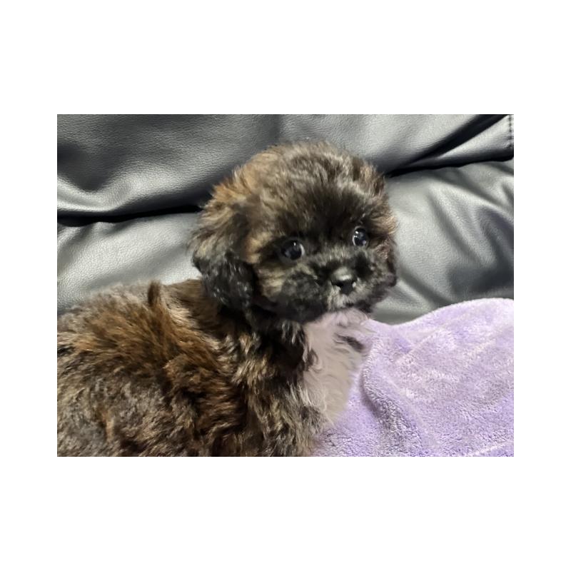 販売中の栃木県のミックス犬-403259の4枚目