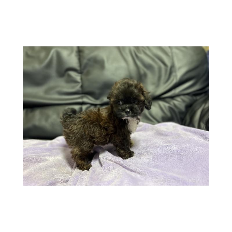 販売中の栃木県のミックス犬-403259の2枚目