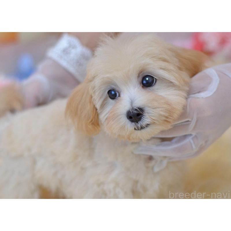 成約済の埼玉県のミックス犬-399324の3枚目