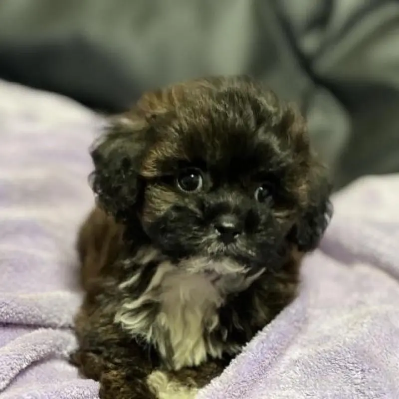 販売中の栃木県のミックス犬-403259