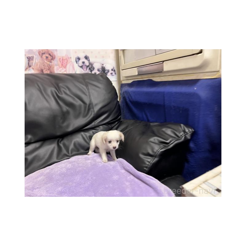 販売中の栃木県のミックス犬-403262の4枚目