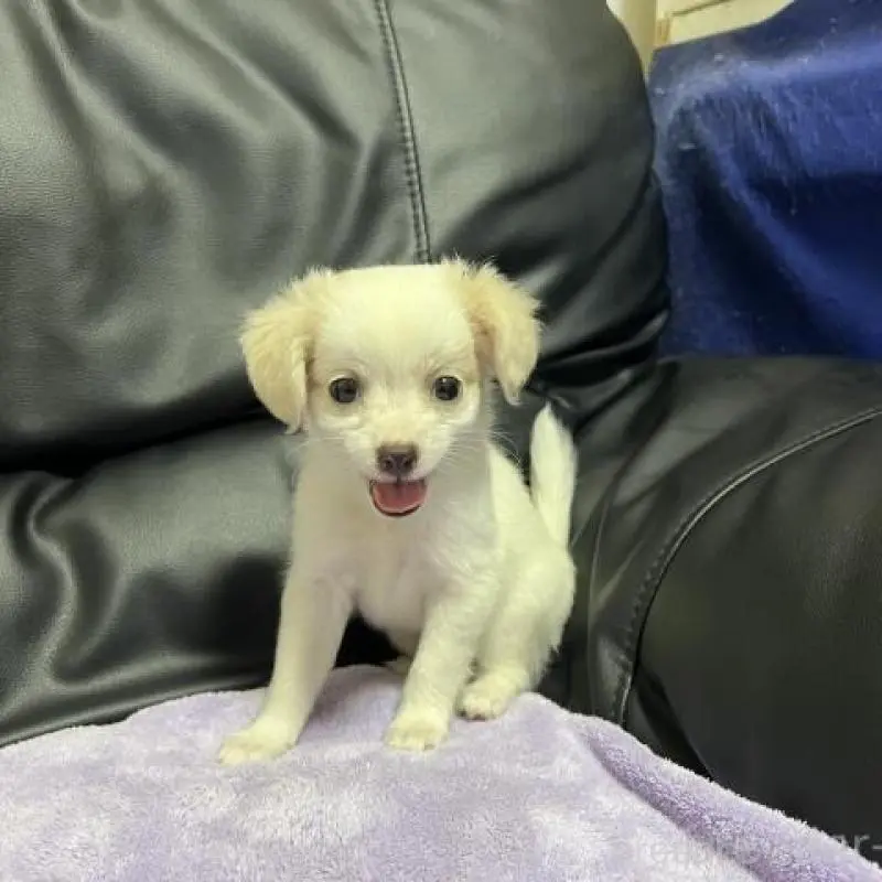 販売中の栃木県のミックス犬-403262の1枚目