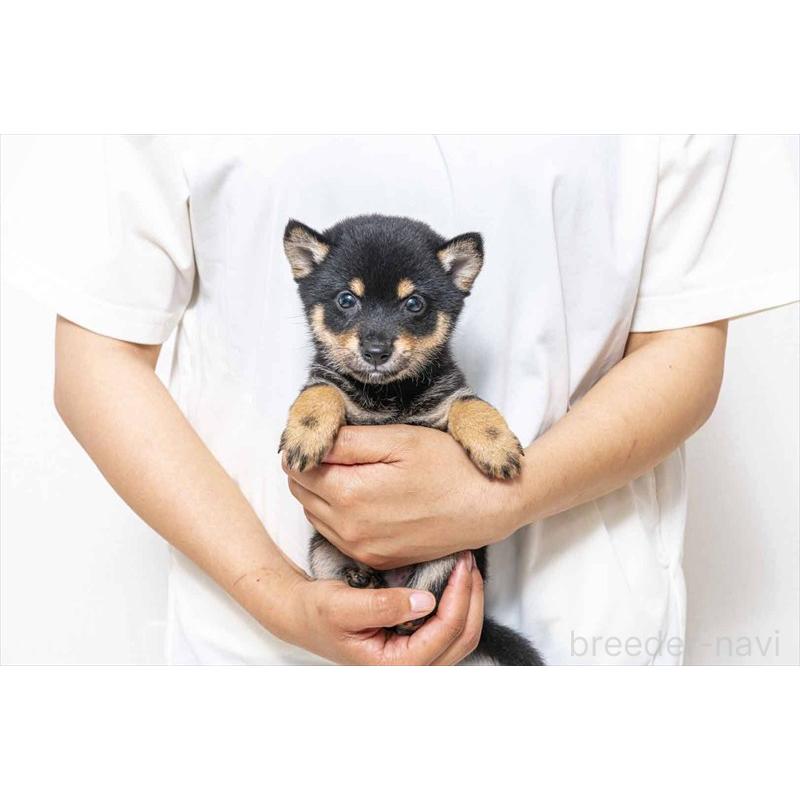 販売中のの豆柴-403270