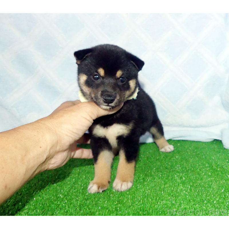 販売中の静岡県の柴犬-403276の4枚目