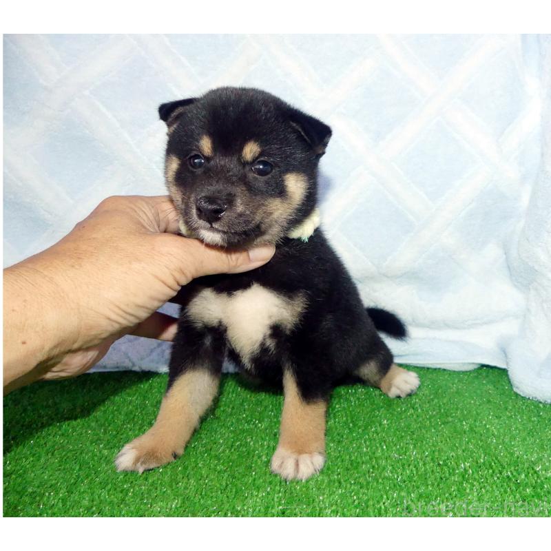 販売中の静岡県の柴犬-403276の3枚目