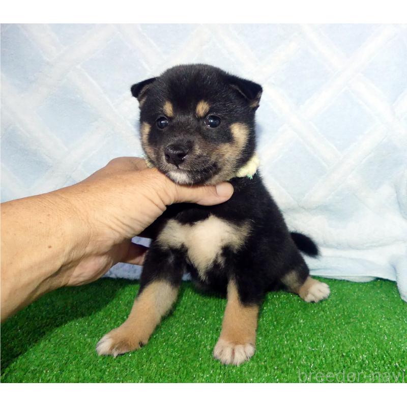 販売中の静岡県の柴犬-403276の2枚目