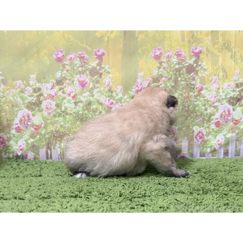 販売中の埼玉県のポメラニアン-403273の2枚目