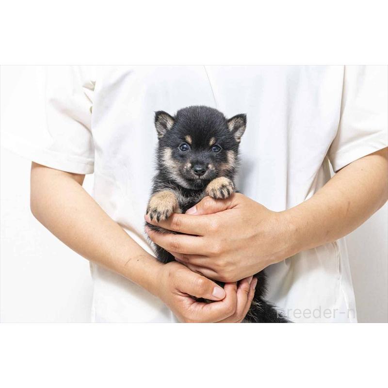 販売中の大分県の豆柴-403277の2枚目