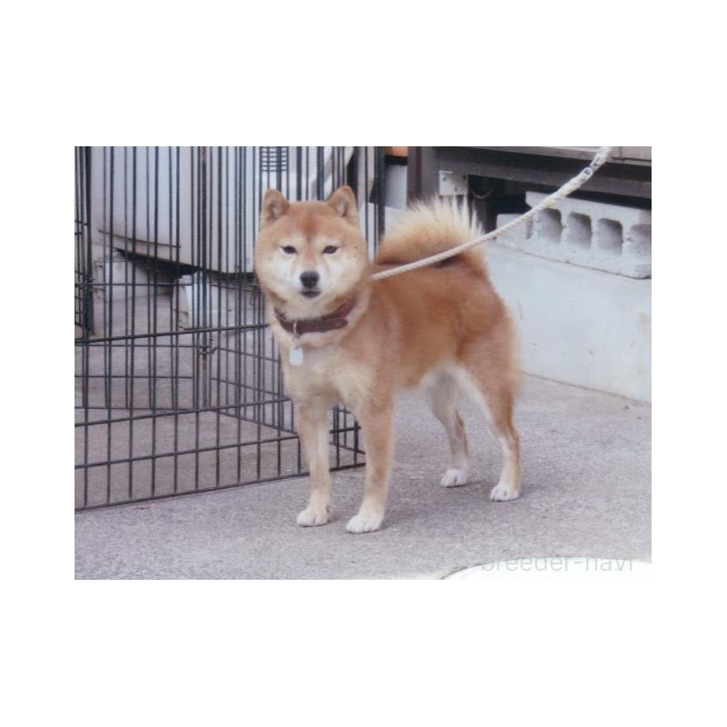 花清くん1枚目