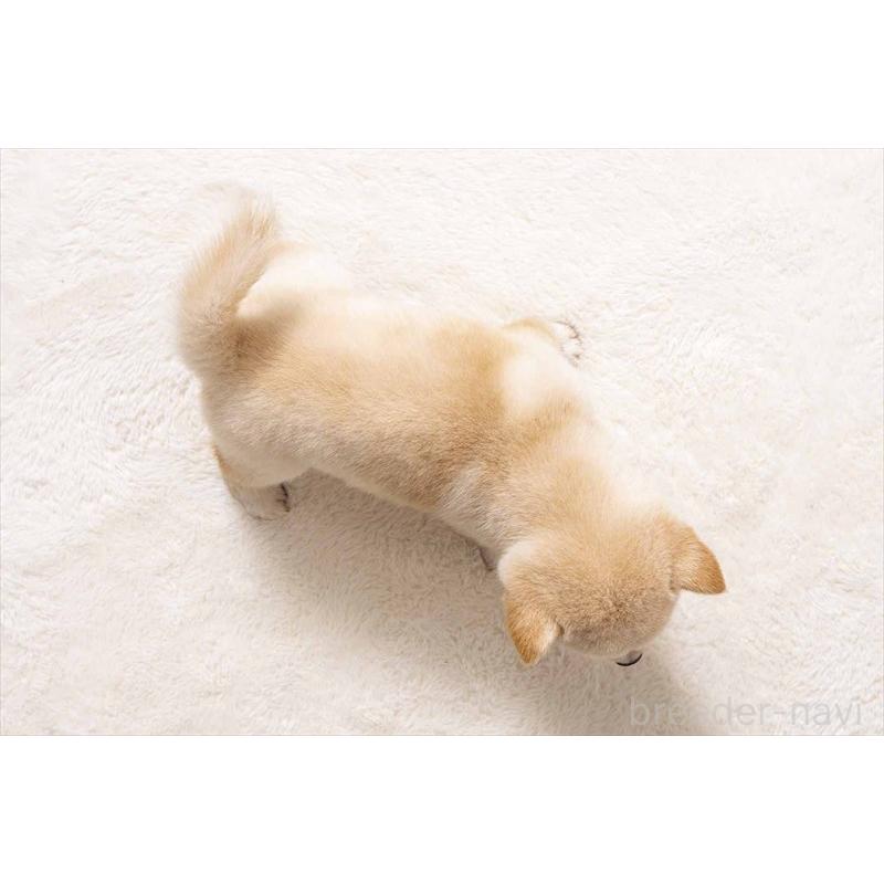 販売中の大分県の豆柴-403282の5枚目