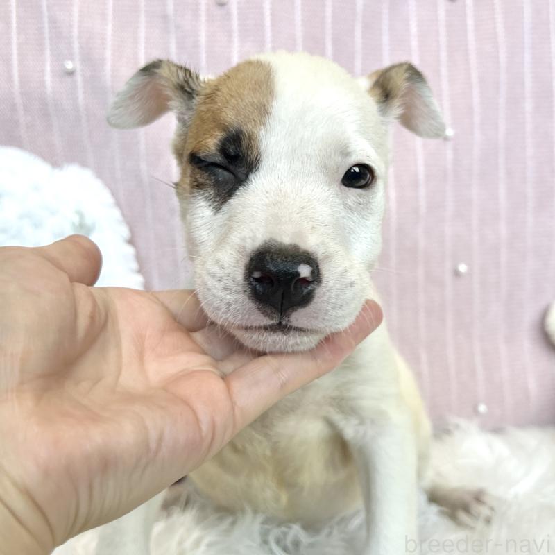販売中の栃木県のミックス犬-398737の3枚目