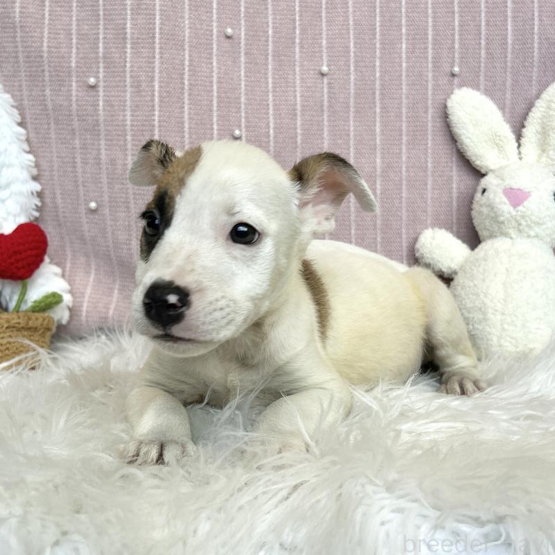 販売中の栃木県のミックス犬-398737の2枚目