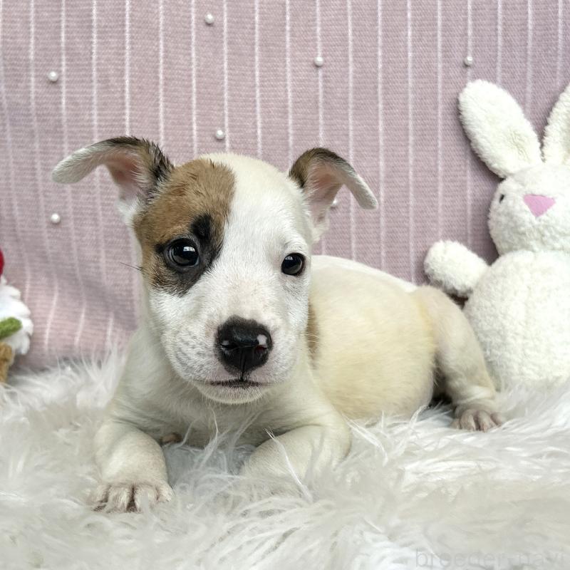 販売中の栃木県のミックス犬-398737