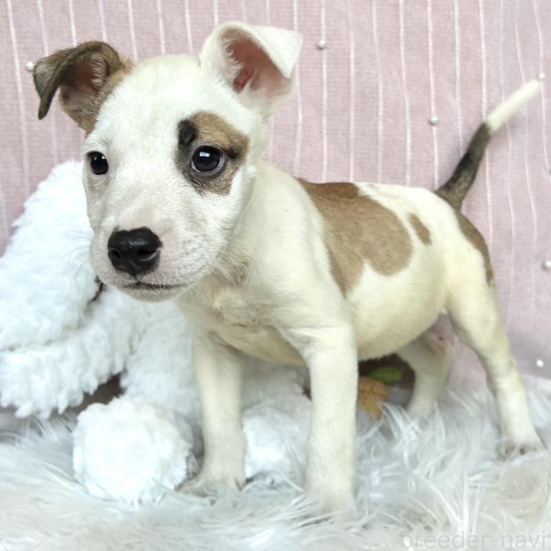 販売中の栃木県のミックス犬-394952の4枚目