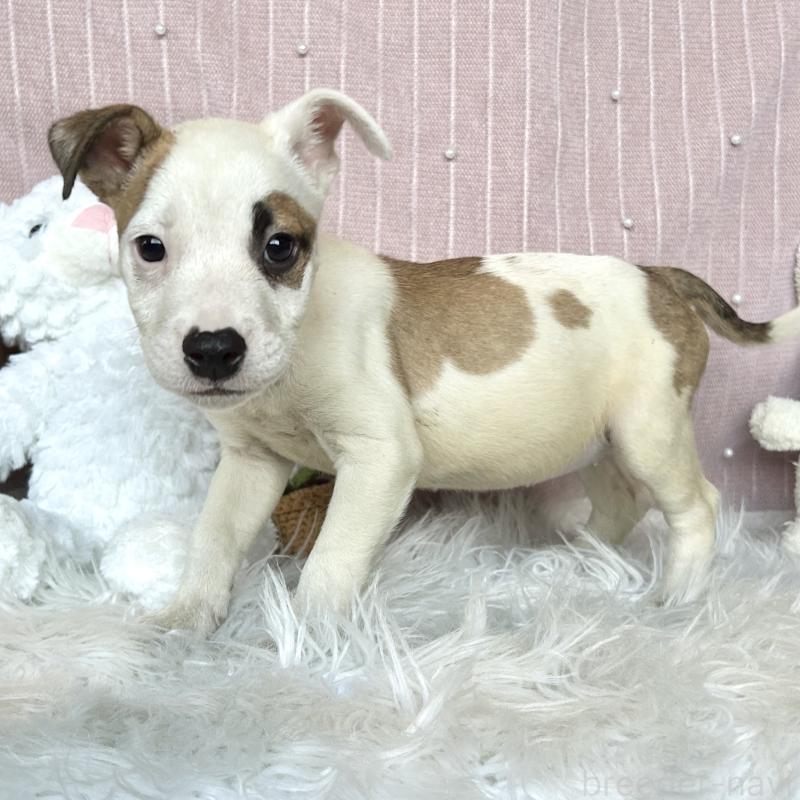 販売中の栃木県のミックス犬-394952の3枚目