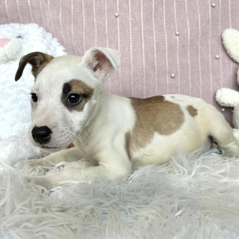 販売中の栃木県のミックス犬-394952の2枚目