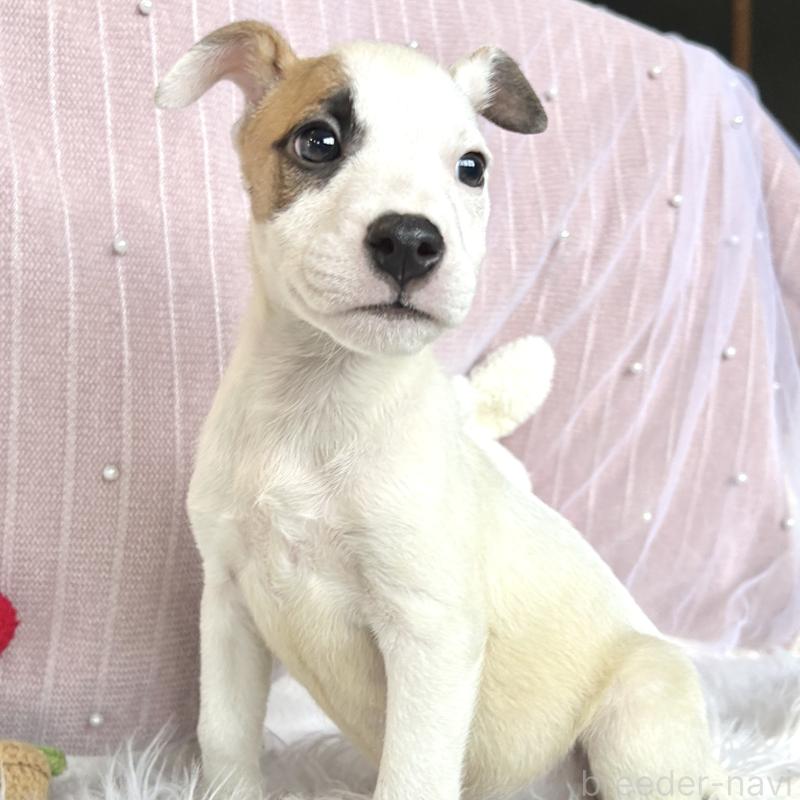 成約済の栃木県のミックス犬-398736の11枚目