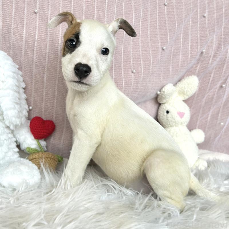 成約済の栃木県のミックス犬-398736の10枚目