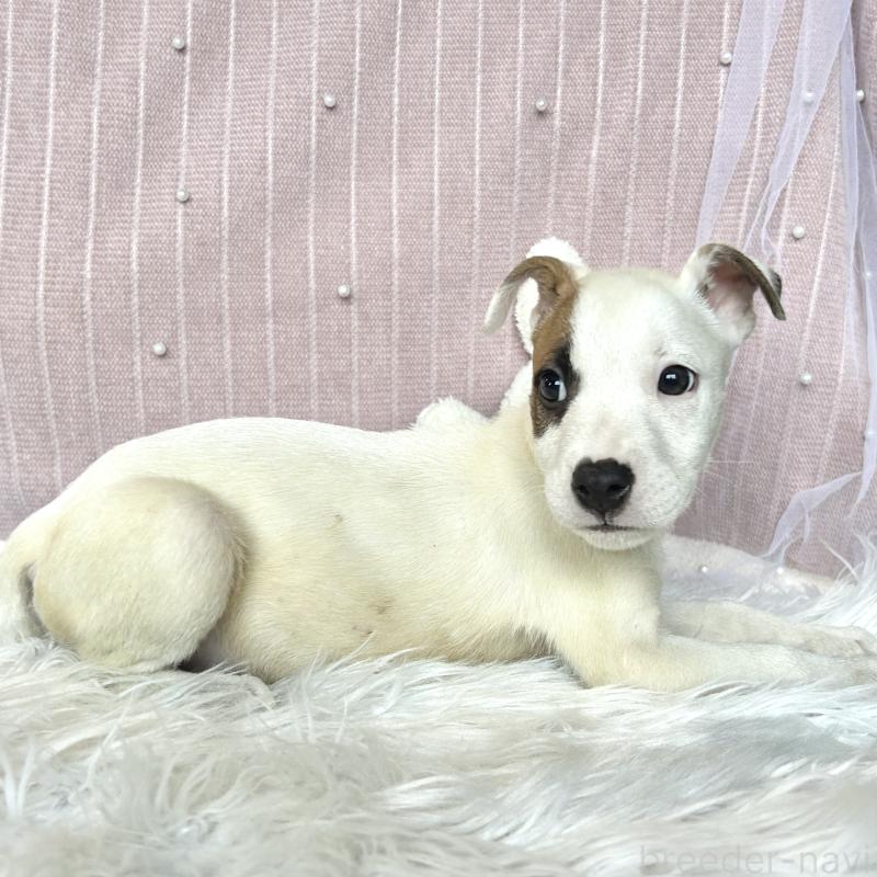 成約済の栃木県のミックス犬-398736の7枚目