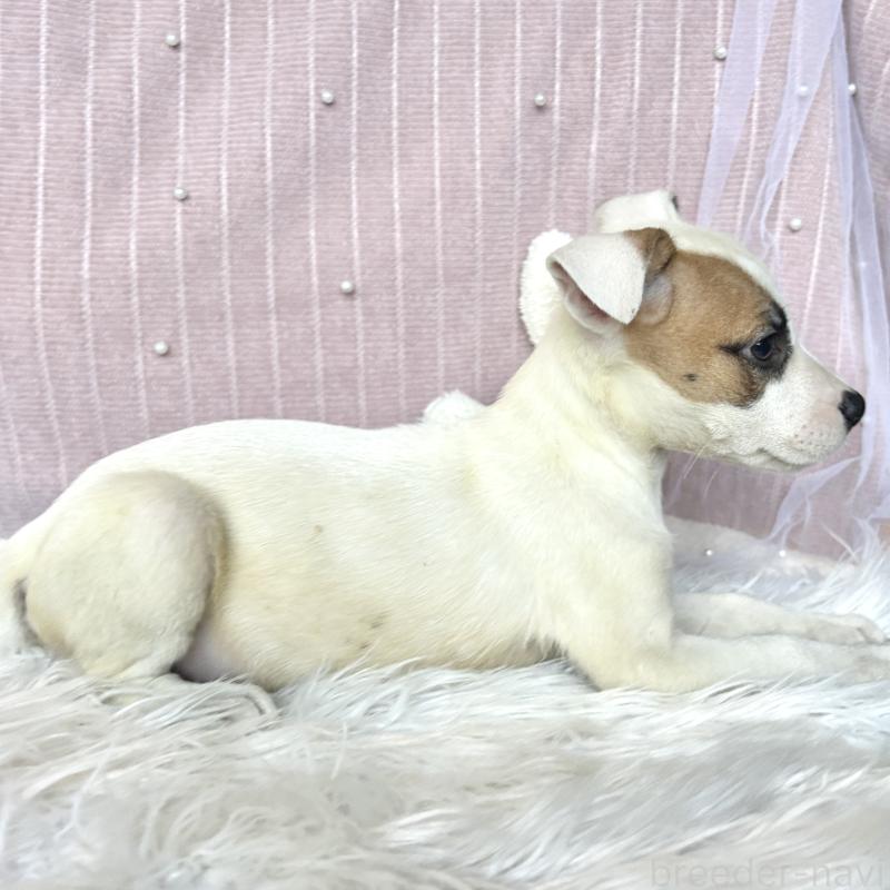 成約済の栃木県のミックス犬-398736の6枚目