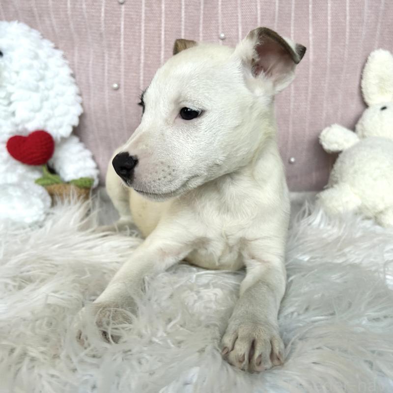 成約済の栃木県のミックス犬-398736の5枚目