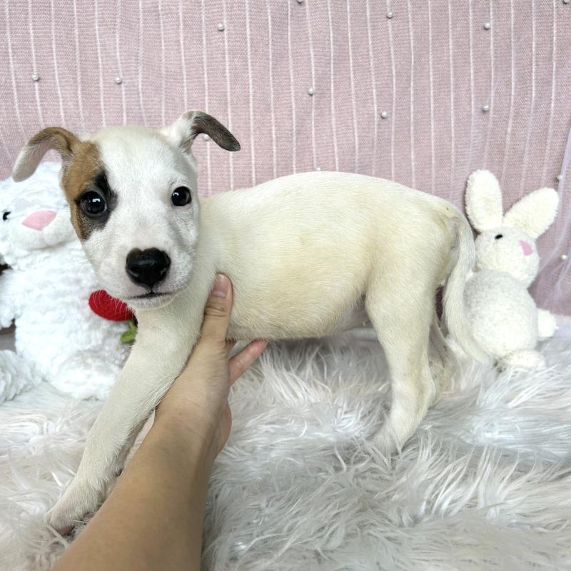 成約済の栃木県のミックス犬-398736の2枚目