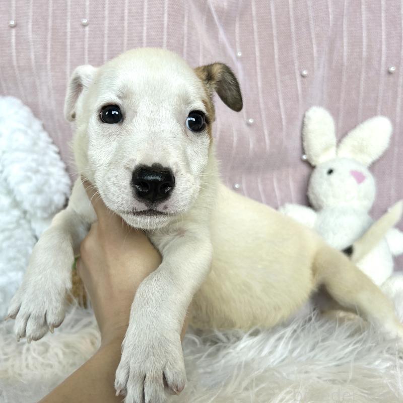 販売中の栃木県のミックス犬-398735
