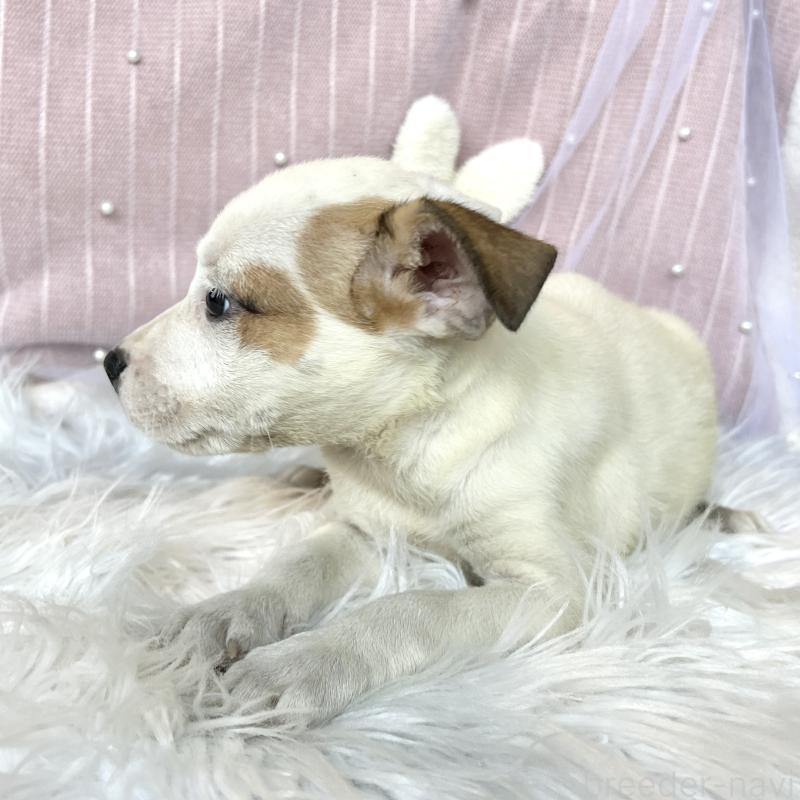 販売中の栃木県のミックス犬-398735の5枚目